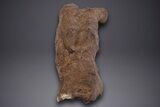 Partial Hadrosaur (Edmontosaurus) Leg Bone - Wyoming #313991-5